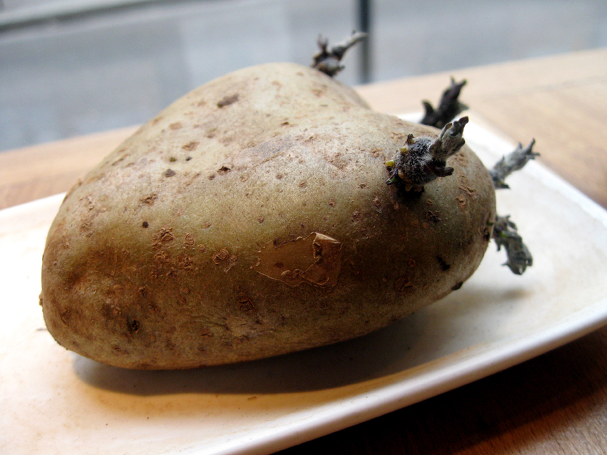 La patate germée, idée déco