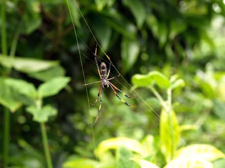 Les araignées, nombreuses sur le domaine, protègent les caféiers de certains parasites © Christelle Vogel