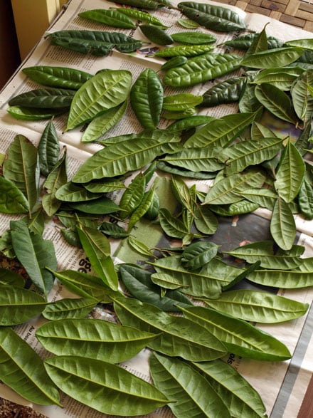 Séchage des feuilles de quatre-épices