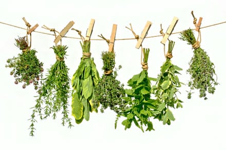 Plantes aromatiques © Team 5 - Fotolia.com