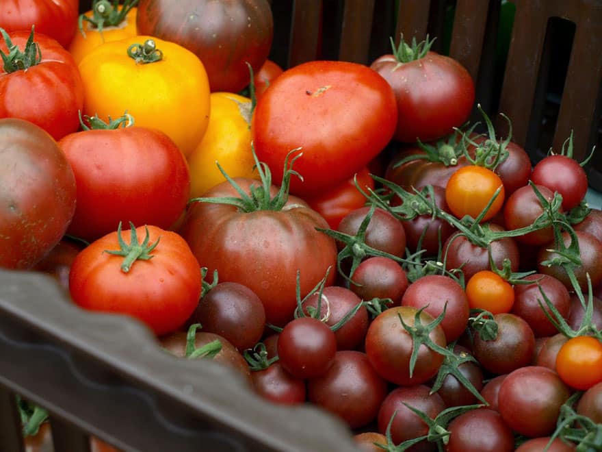 Tomates bio, marché Slow Food à Fiskars © Cookismo