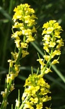 La fleur de Sévené, plante qui produit les graines de moutardes