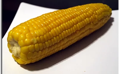 Cuisson des épis de maïs
