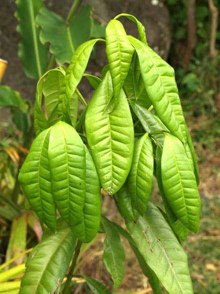 Le quatre-épices… est une plante ! - Cookismo