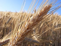 Epi de blé © Humpapa/FlickR