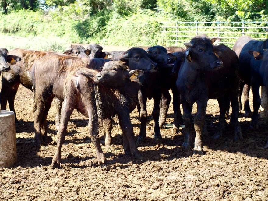 Bufflonne : ne la traitez pas de grosse vache